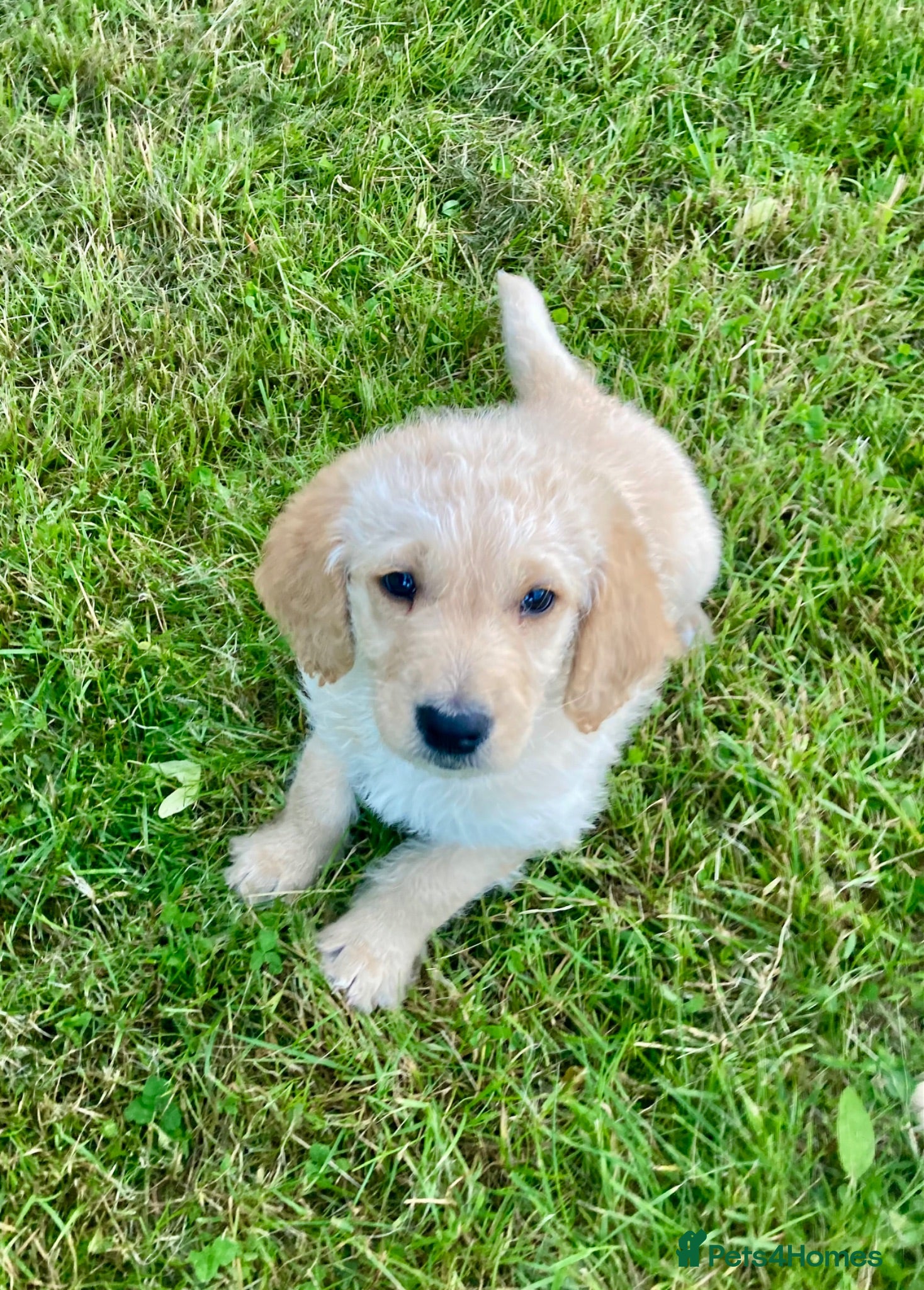Labradoodle dogs Labradoodle pups - Advert 1