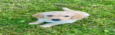 Labradoodle 2
