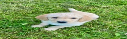 Labradoodle dogs for sale: Labradoodle pups in Alford - Advert 1