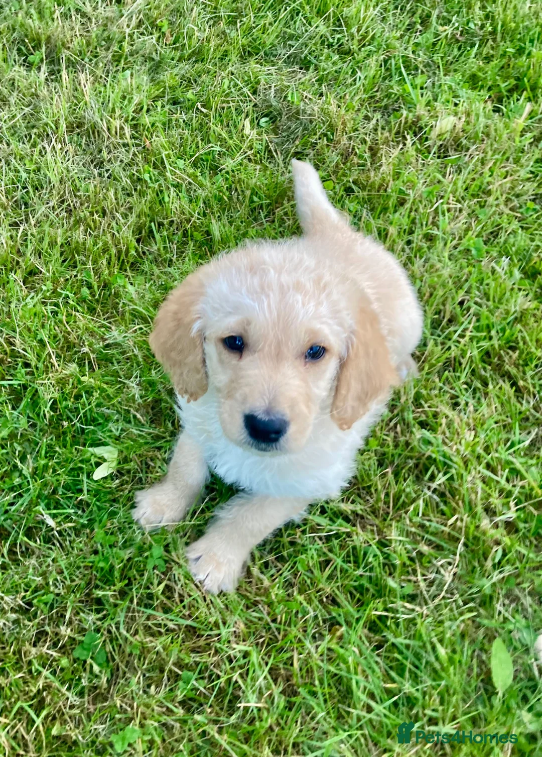 Labradoodle dogs for sale: Labradoodle pups in Alford - Advert 1
