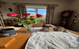 Mixed Breed dogs for sale: 2 Adorable Shorkie puppies  - Image 3