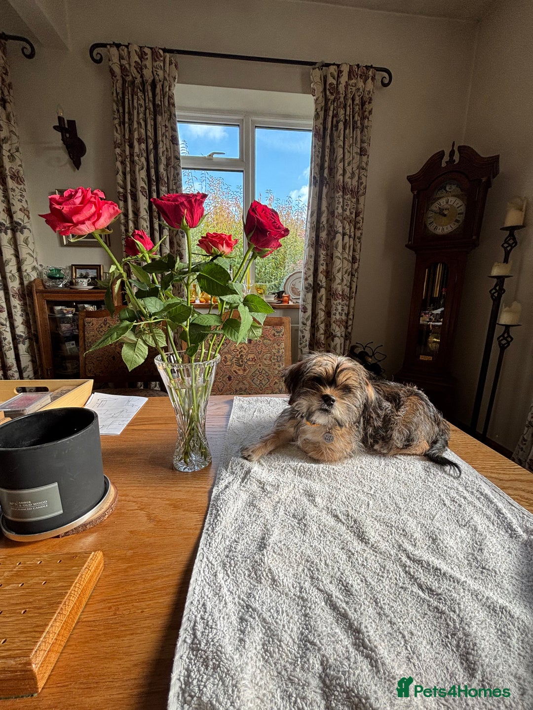 Mixed Breed dogs for sale: 2 Adorable Shorkie puppies  - Image 3