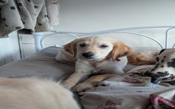 Golden Retriever dogs for sale: Fully vaccinated KC registered golden retriever  - Image 8