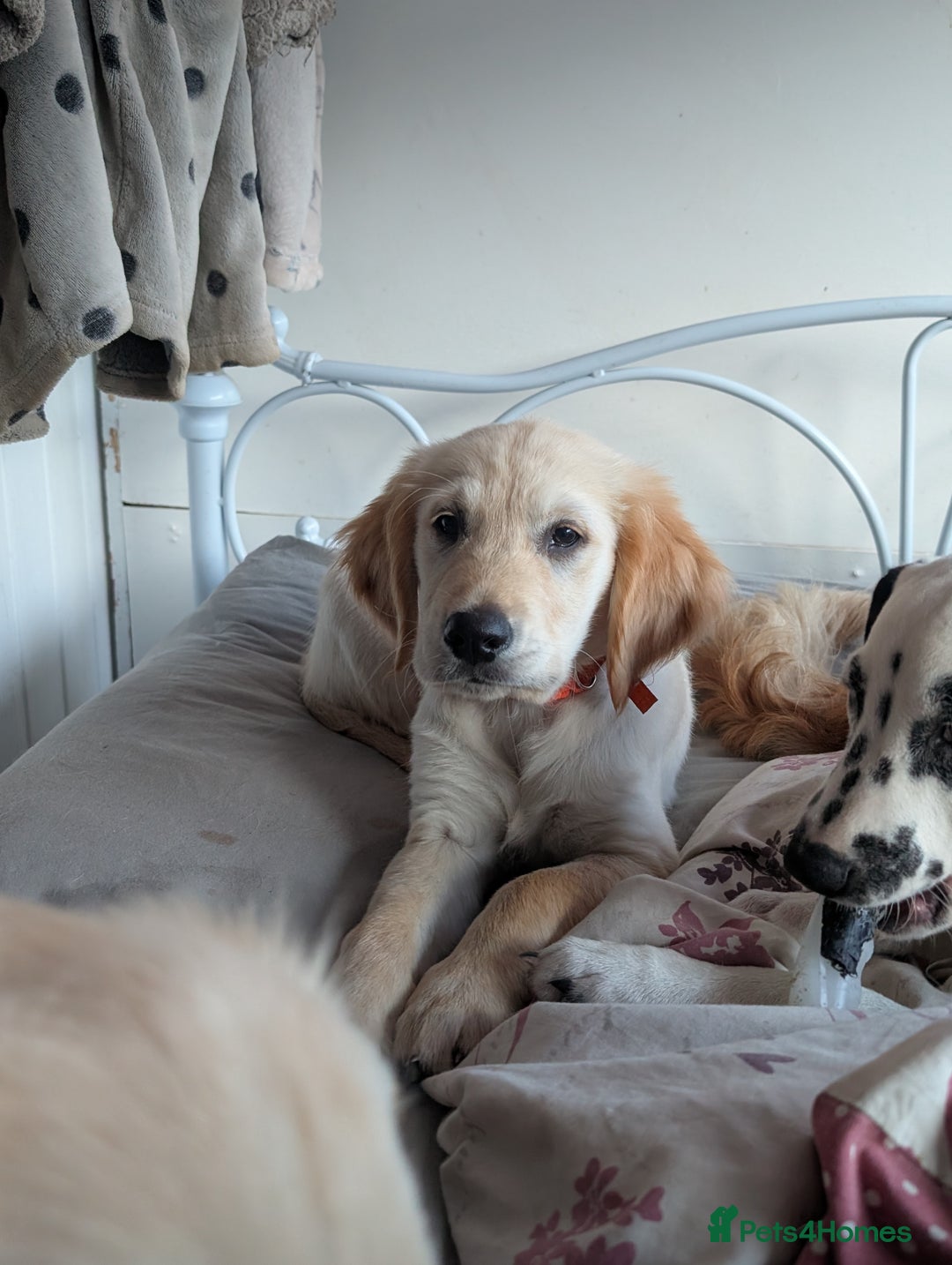 Golden Retriever dogs for sale: Fully vaccinated KC registered golden retriever  - Image 8
