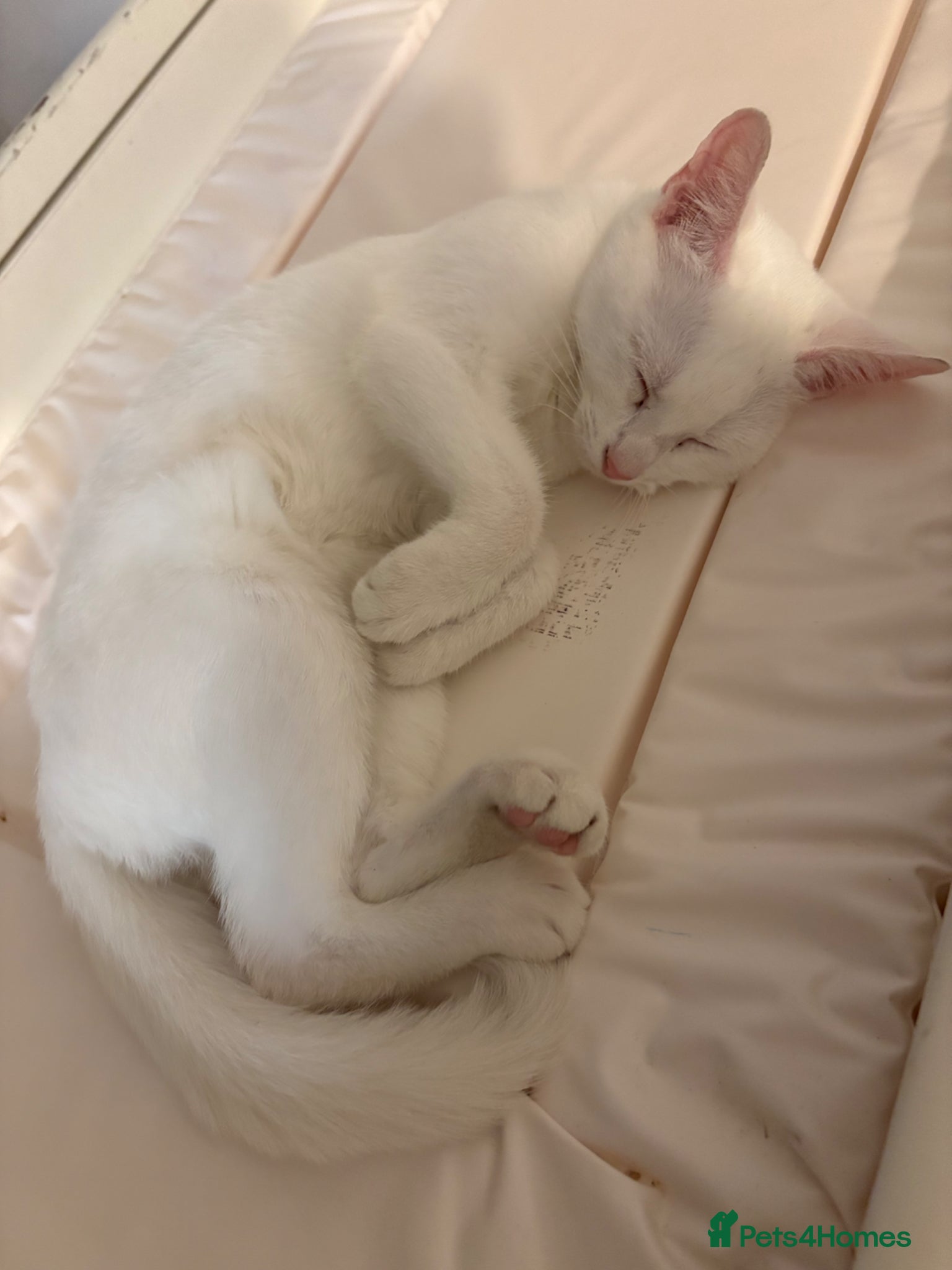 Domestic Shorthair cats Angle  - Advert 15