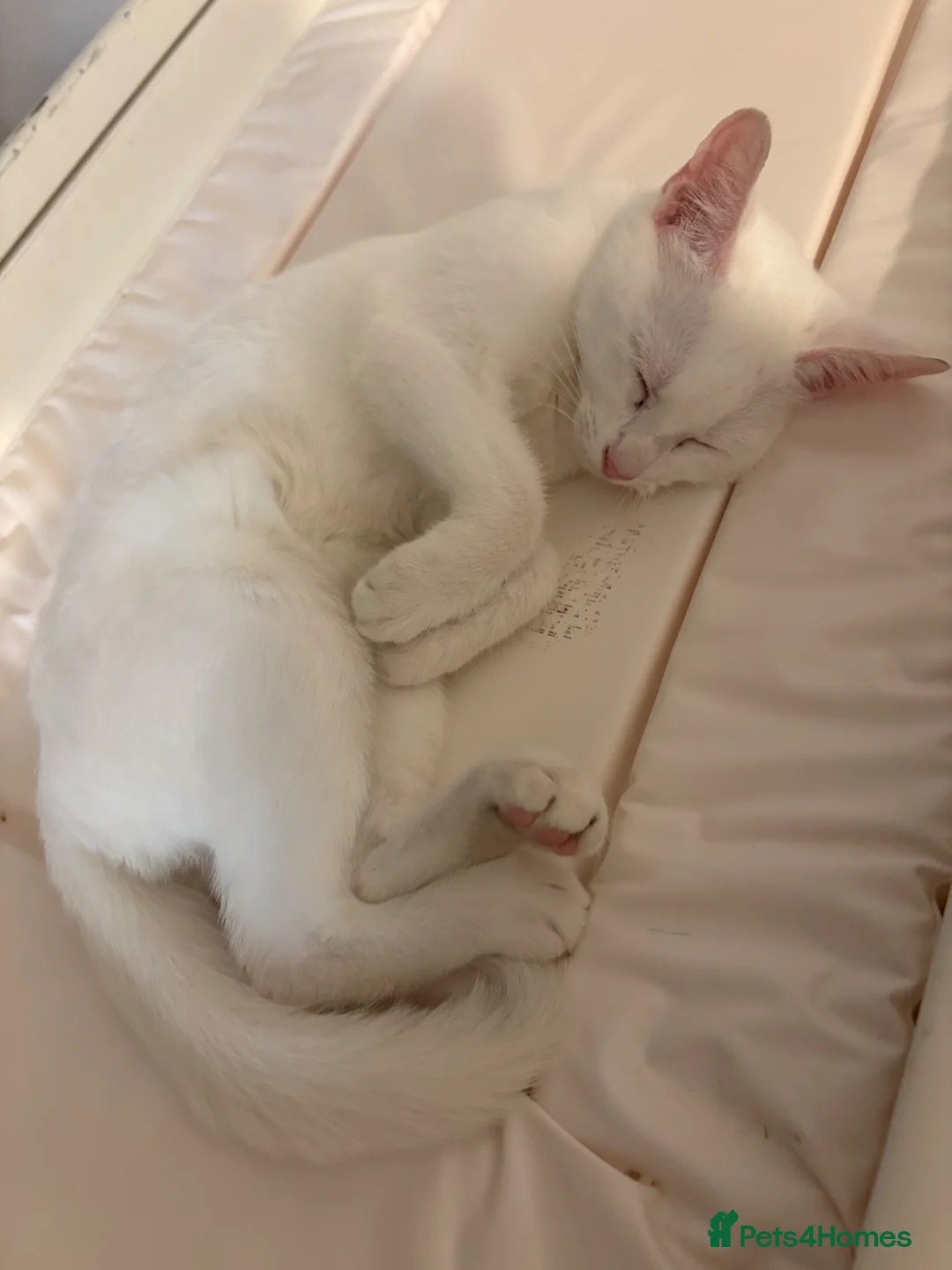 Domestic Shorthair cats for sale: Angle  in Manchester - Advert 1