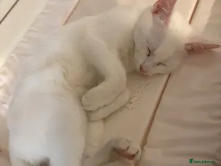 Domestic Shorthair cats Angle - Advert 15