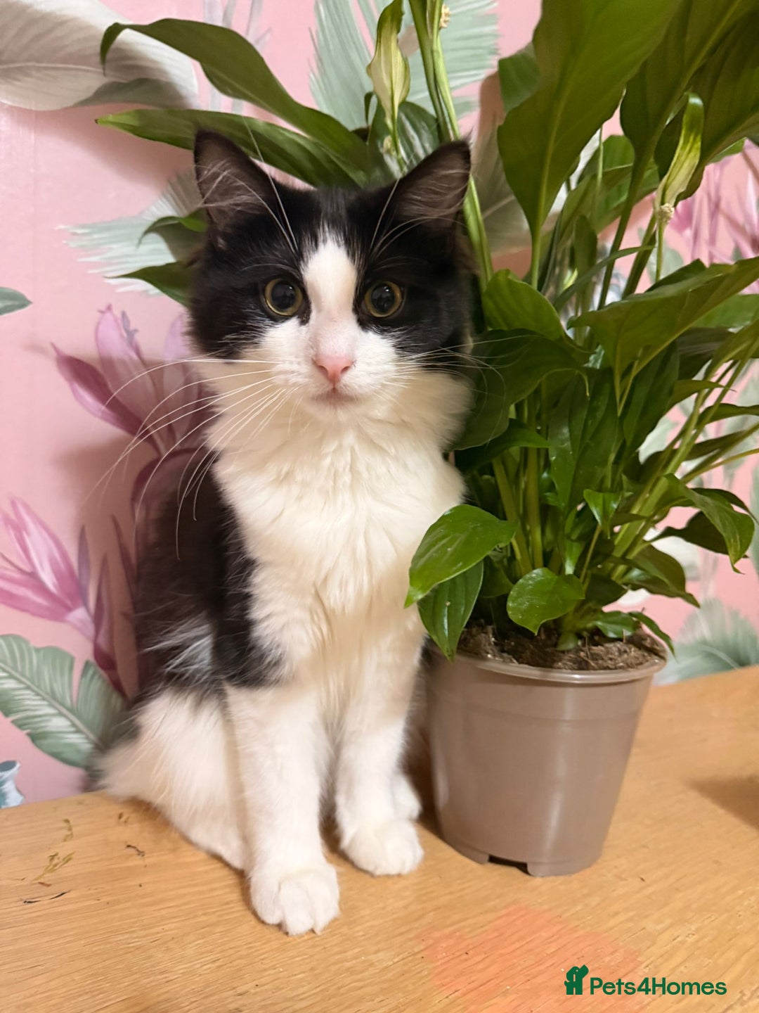 Mixed Breed cats for sale: 4 Beautiful 1\4 ragdoll kittens  - Advert 7