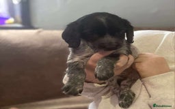 Bocker dogs for sale: Bocker puppies  - Image 5