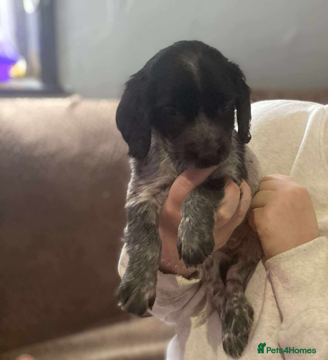 Bocker dogs for sale: Bocker puppies  - Image 5