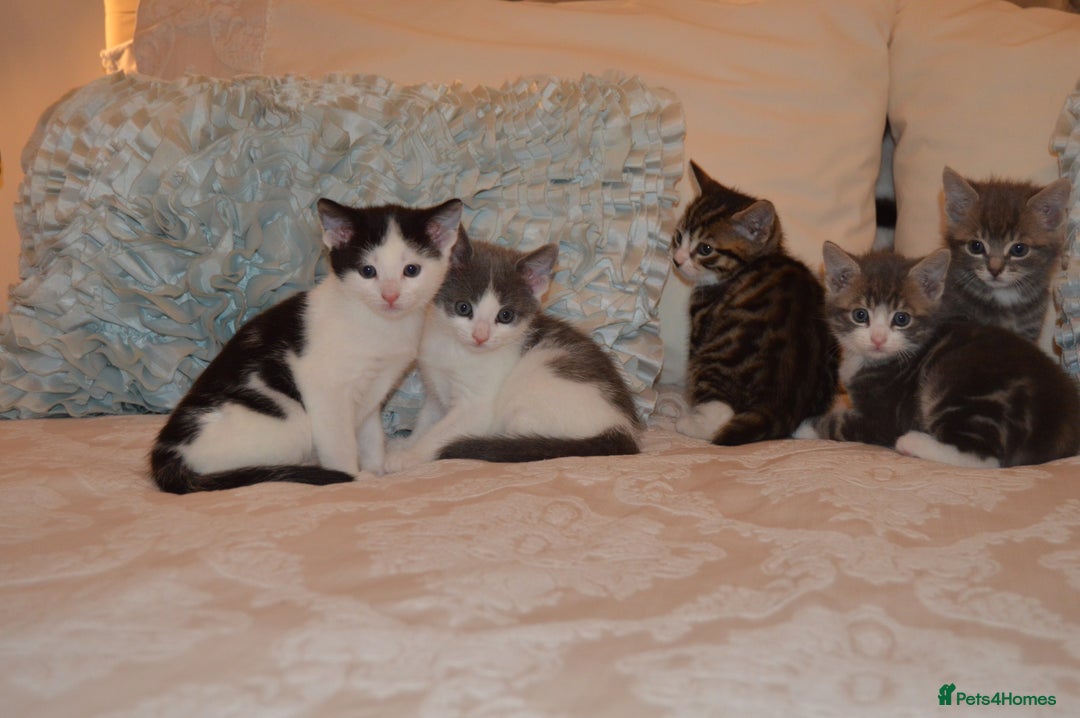 Mixed Breed cats for sale: 6 Adorable Playful Kittens for Sale - Image 29