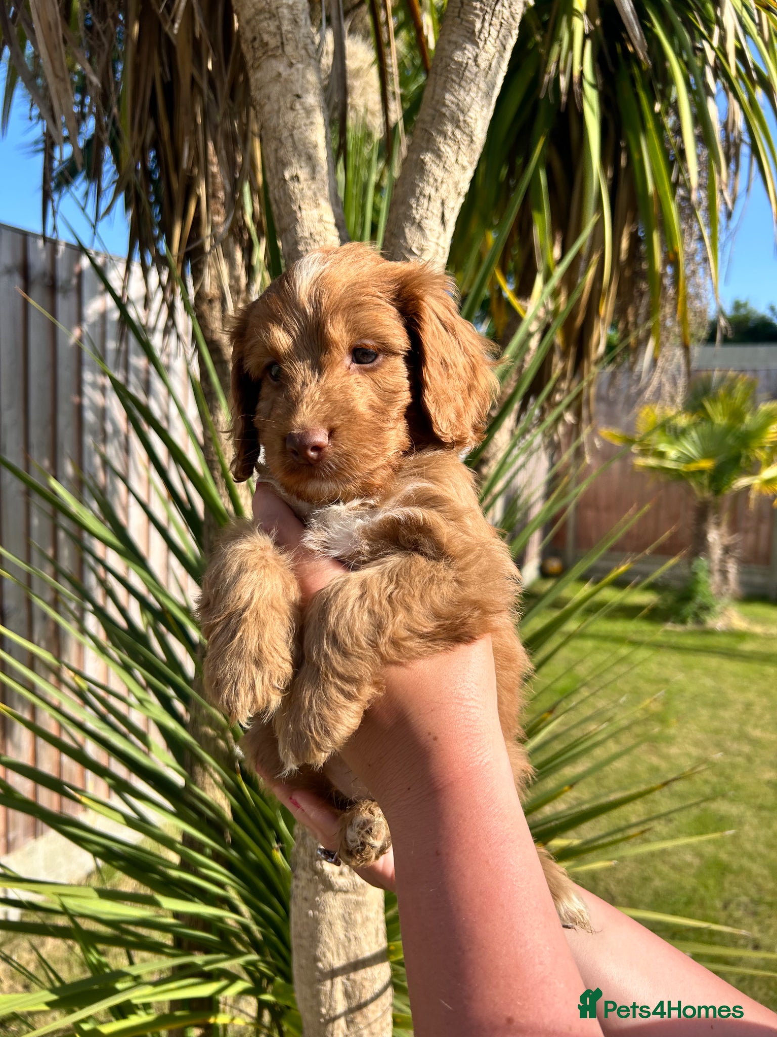 Cockapoo dogs MALE F1 cockapoo puppies *Ready this weekend* - Advert 1
