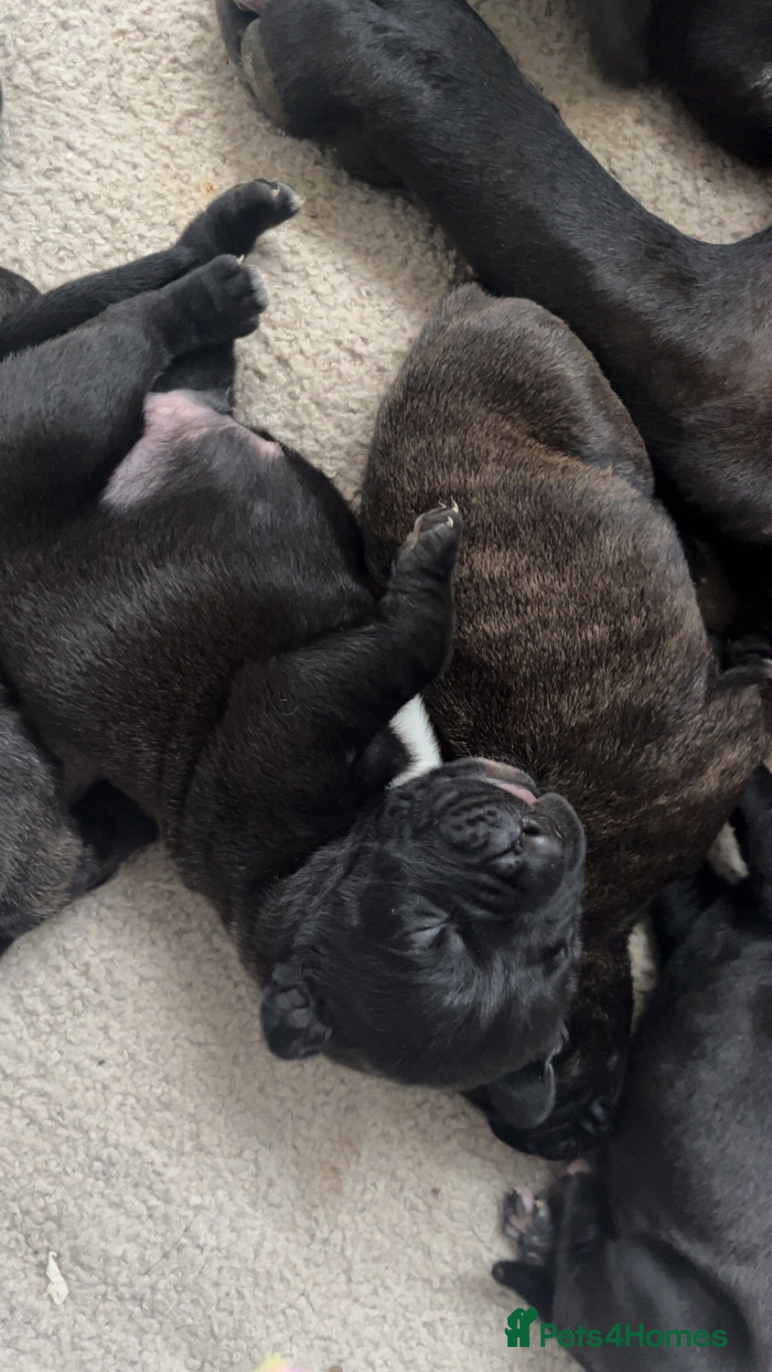 Presa Canario dogs for sale: Beautiful pedigree Presa Canario puppies  - Advert 5