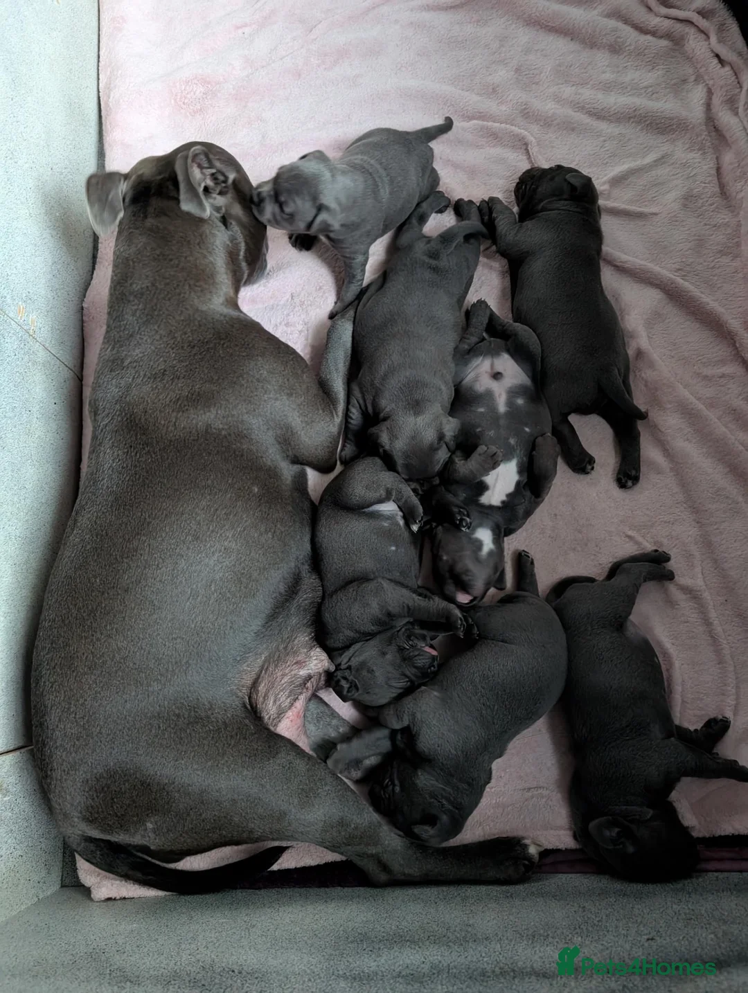 Staffordshire Bull Terrier dogs for sale: Blue Staffordshire Bull Terrier puppies for sale in Ashford - Advert 9