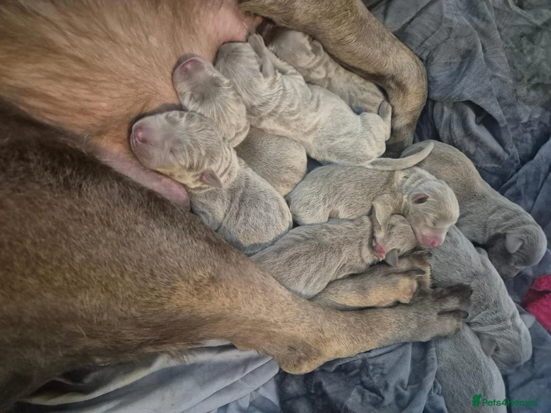 Labrador Retriever dogs for sale: KC Registered Labrador Pups - Advert 6