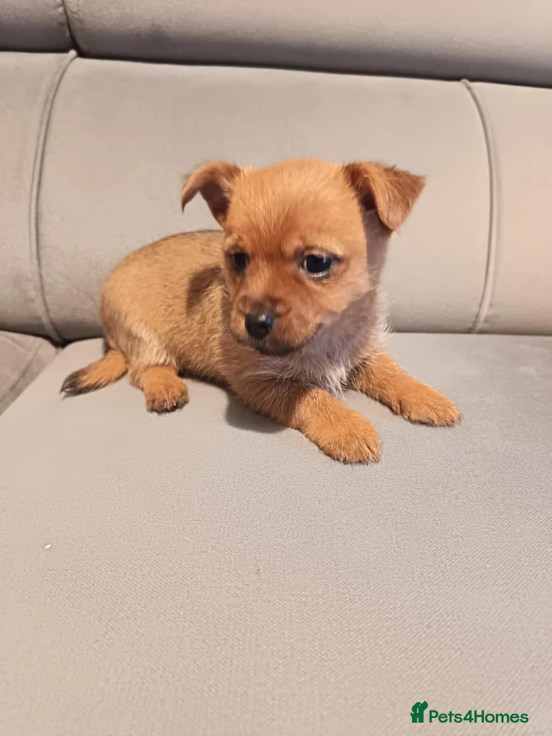 Mixed Breed dogs for sale: 3 Mixed breed puppies  - Advert 14
