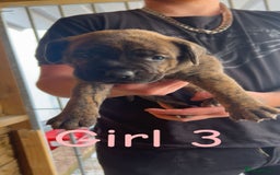 Presa Canario dogs for sale: Presa Canario  - Image 7