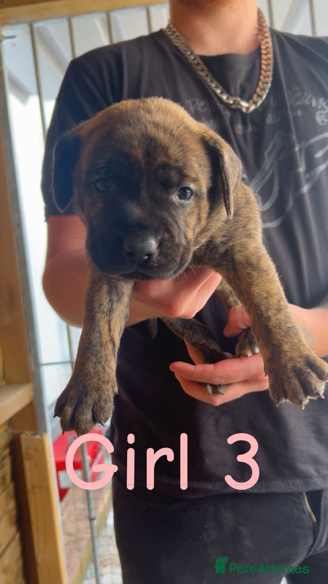 Presa Canario dogs for sale: Presa Canario  - Image 7