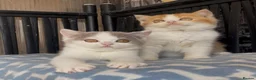 British Shorthair cats for sale: Beautiful BSH champion line two boys  - Advert 2