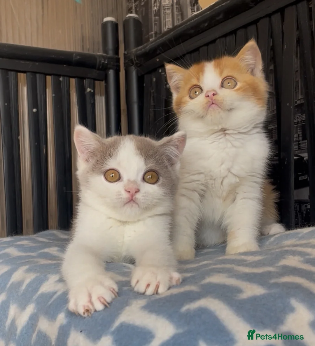 British Shorthair cats for sale: Beautiful BSH champion line two boys  - Advert 2