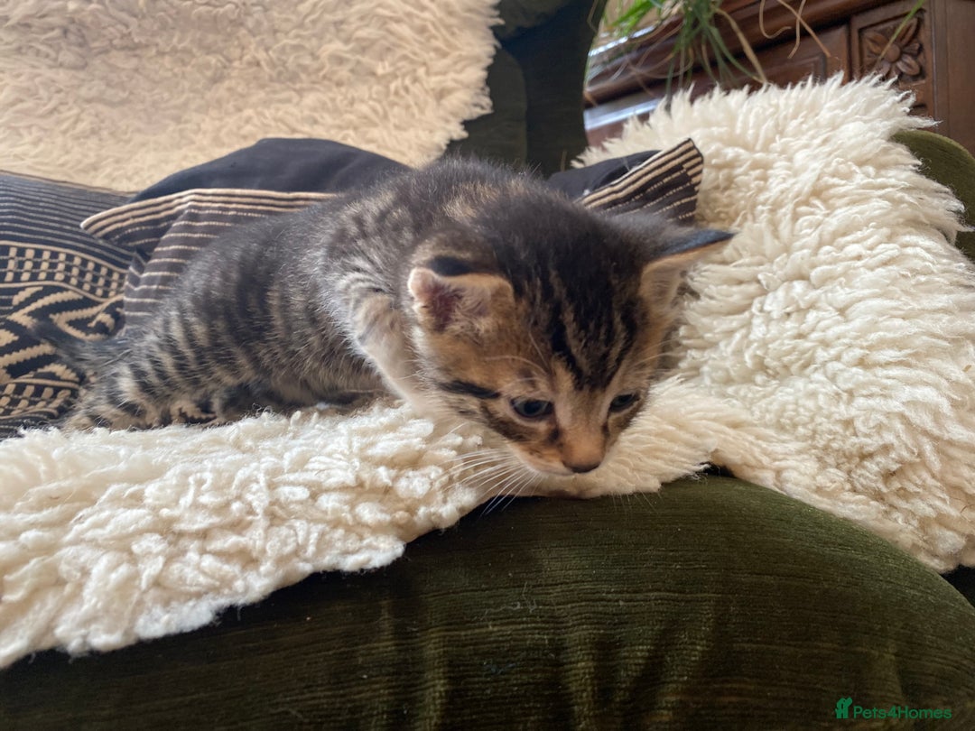 Mixed Breed cats for sale: Four beautiful little kittens - Image 33