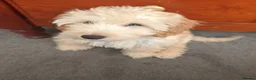 Cockapoo dogs for sale: Beautiful 2nd Generation Male Cockapoo Puppy - Advert 6