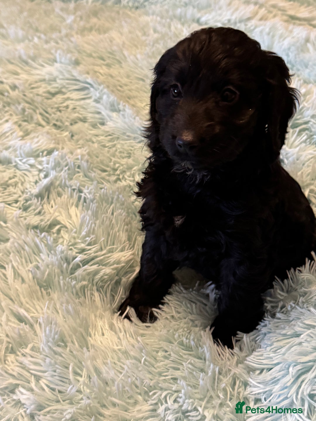 Cockapoo dogs for sale: Healthy Happy Stunning Cockapoo Puppies - Advert 16