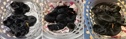 Rottweiler dogs for sale: ONLY ONE BOY LEFT - Advert 14
