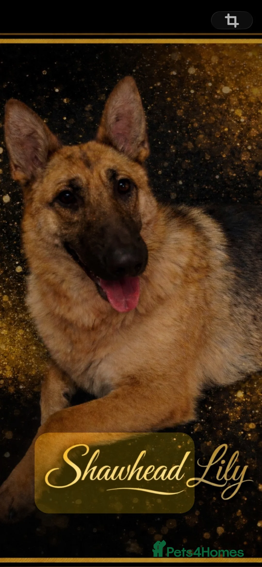 German Shepherd dogs for sale: Stunning Tradional male shepherd  - Advert 2