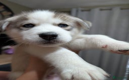 Siberian Husky dogs for sale: Stunning Siberian husky puppies - Image 30