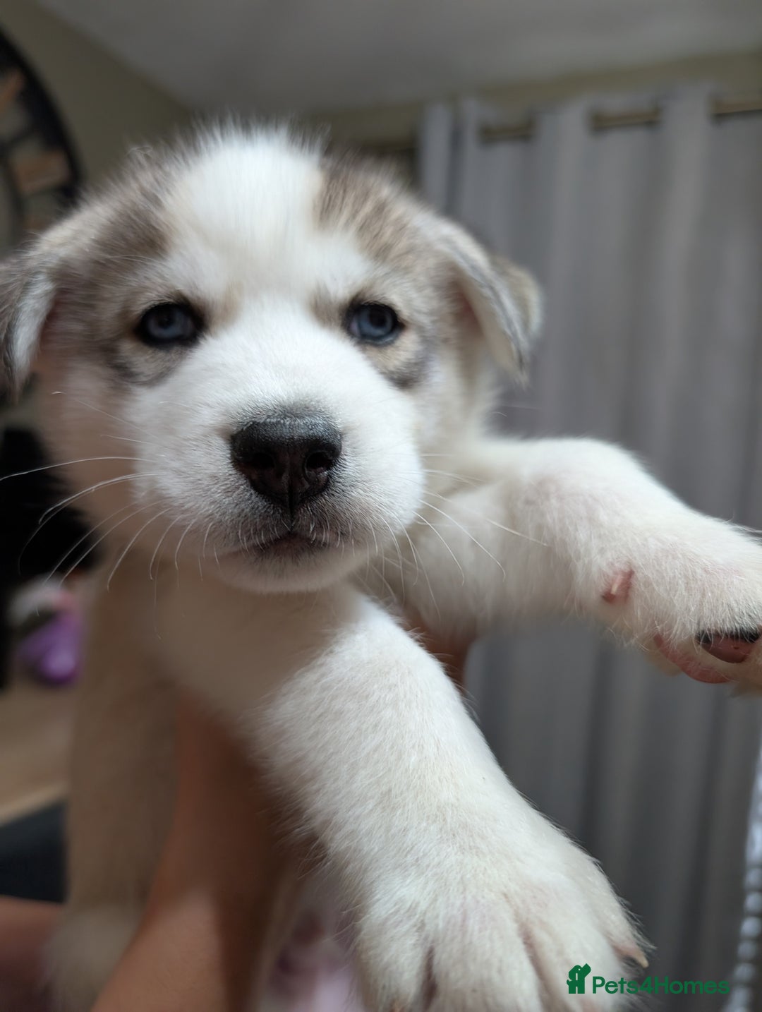 Siberian Husky dogs for sale: Stunning Siberian husky puppies - Image 30