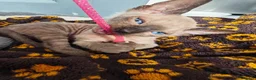 Mixed Breed cats for sale: Stunning sphynx x ragdoll kittens  - Advert 14