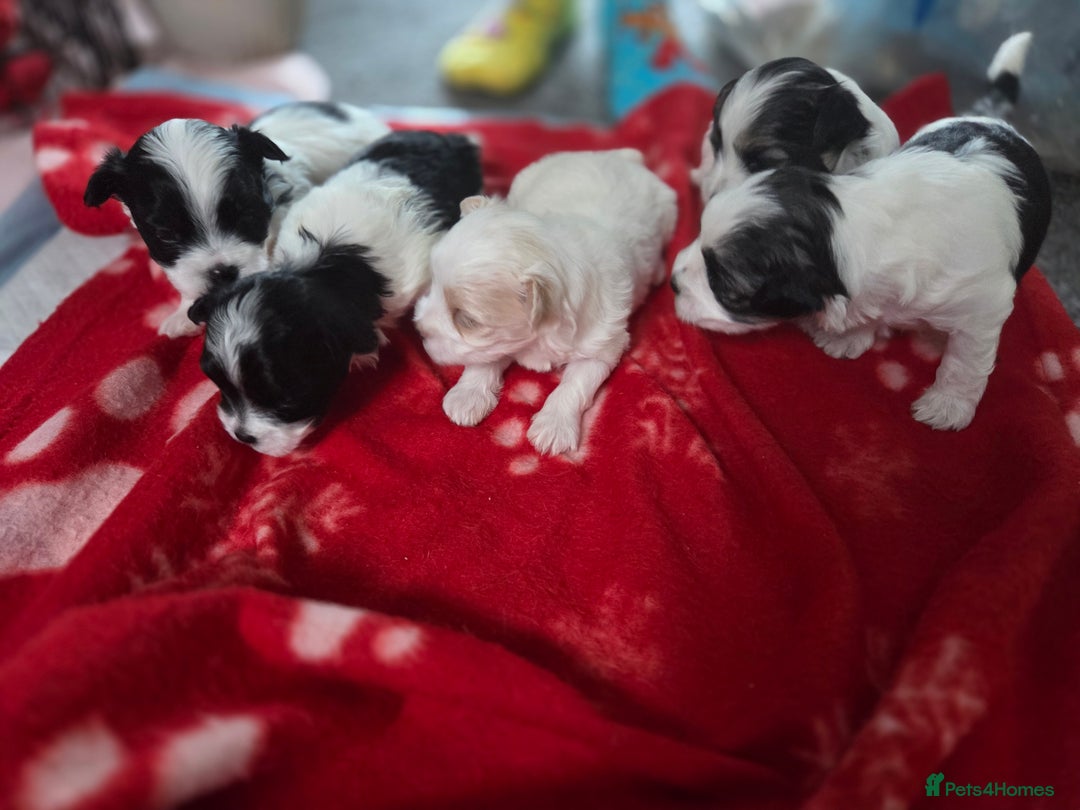 Maltese dogs for sale: 3 boys 1 girl x maltese puppies - Advert 23