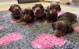 Miniature Dachshund dogs for sale: STUNNING MINIATURE DACHSHUND PUPPIES - Image 1