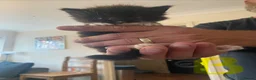 British Shorthair cats for sale: Kittens for sale  - Advert 3