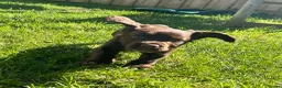 Cocker Spaniel dogs for sale: Cocker Spaniel Puppies in Launceston - Advert 3