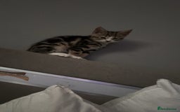 Domestic Shorthair cats for sale: Her name biscuit  - Image 3