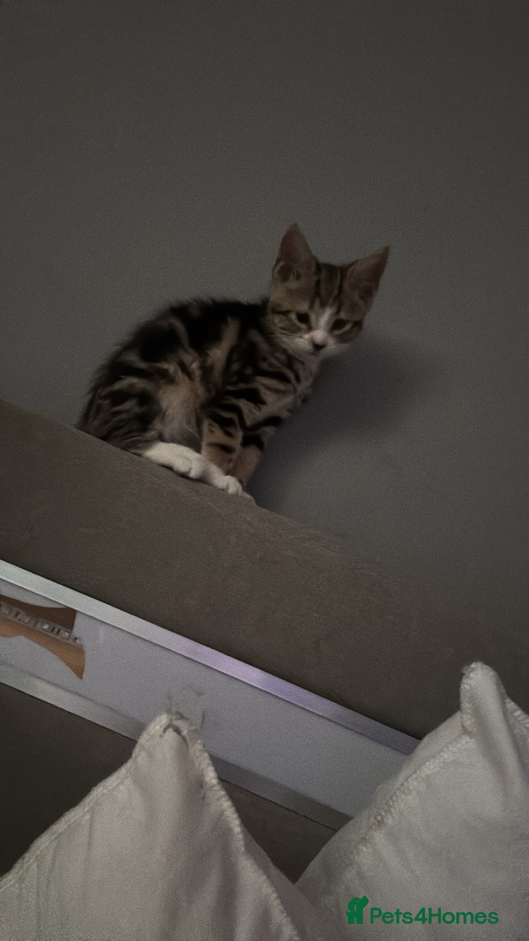 Domestic Shorthair cats for sale: Her name biscuit  - Image 3