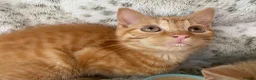 Mixed Breed cats for sale: Fluffy cream ginger girls  mixed with BSH kittens  - Advert 28