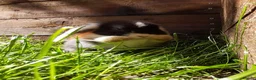 Mini Lop rabbits for sale: Gorgeous Mini Lops  - Advert 14
