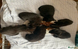 Mixed Breed cats for sale: Perfect black kittens  - Image 2