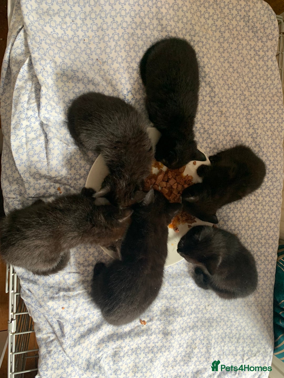 Mixed Breed cats for sale: Perfect black kittens  - Image 2