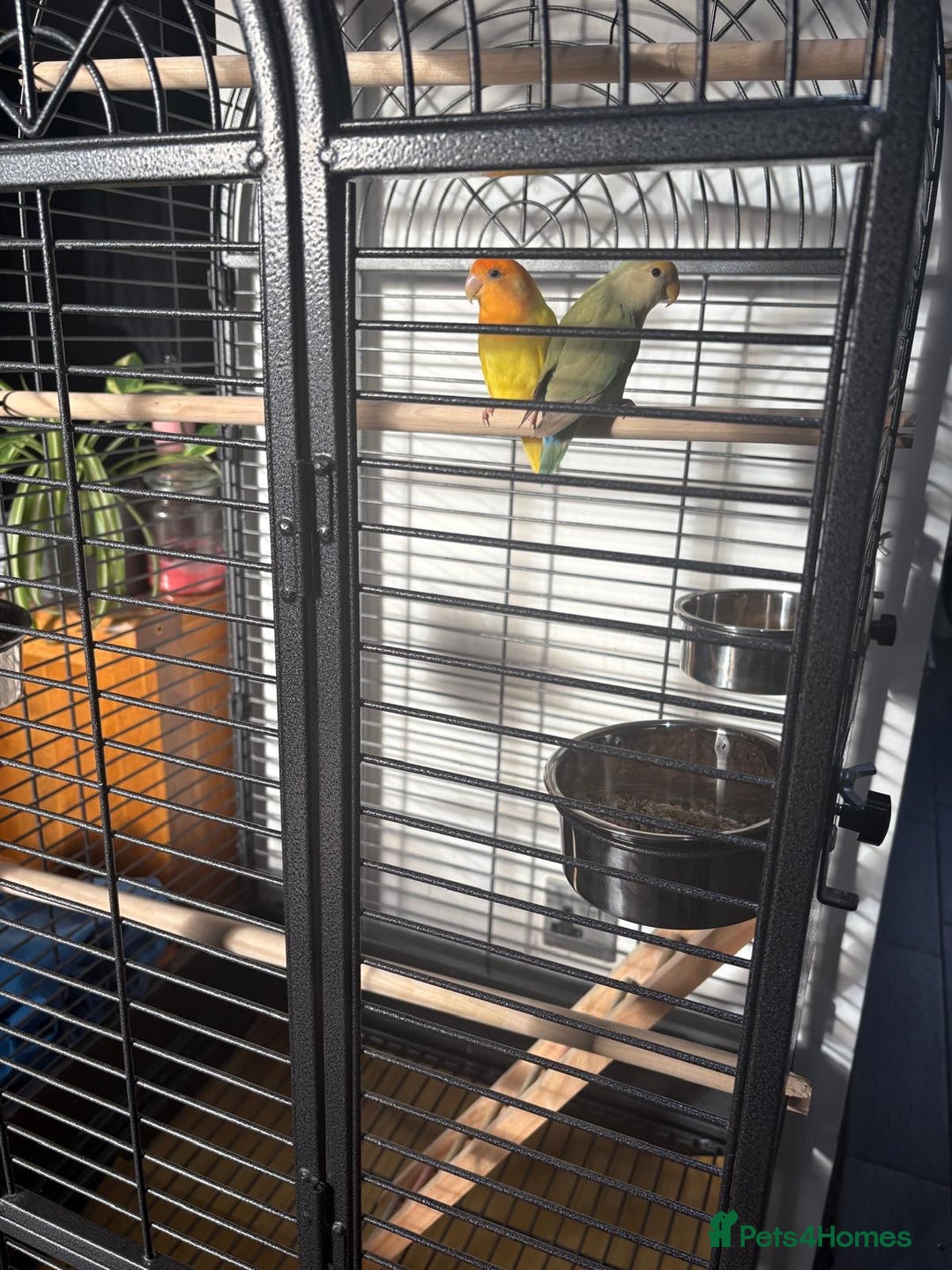 Lovebirds birds for sale: Love birds - Advert 4