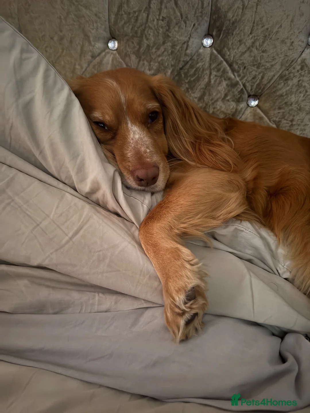 Cocker Spaniel dogs for sale: Cockers  - Advert 7