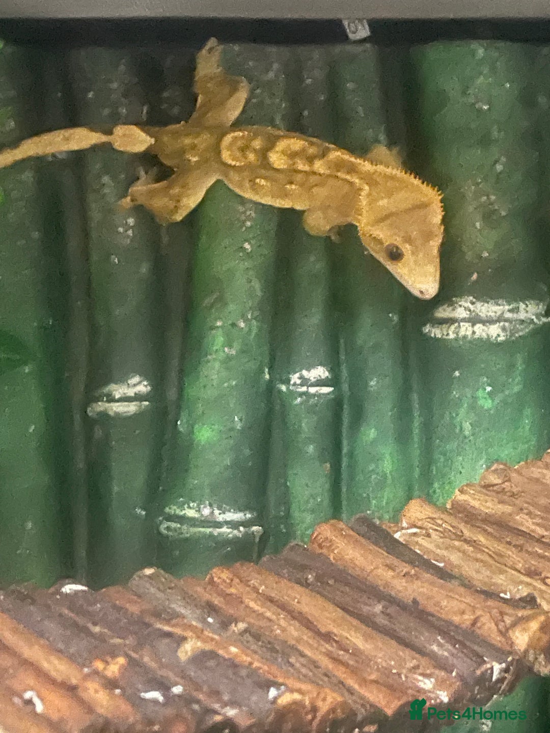 Gecko reptiles for sale: Crested Gecko - Image 4