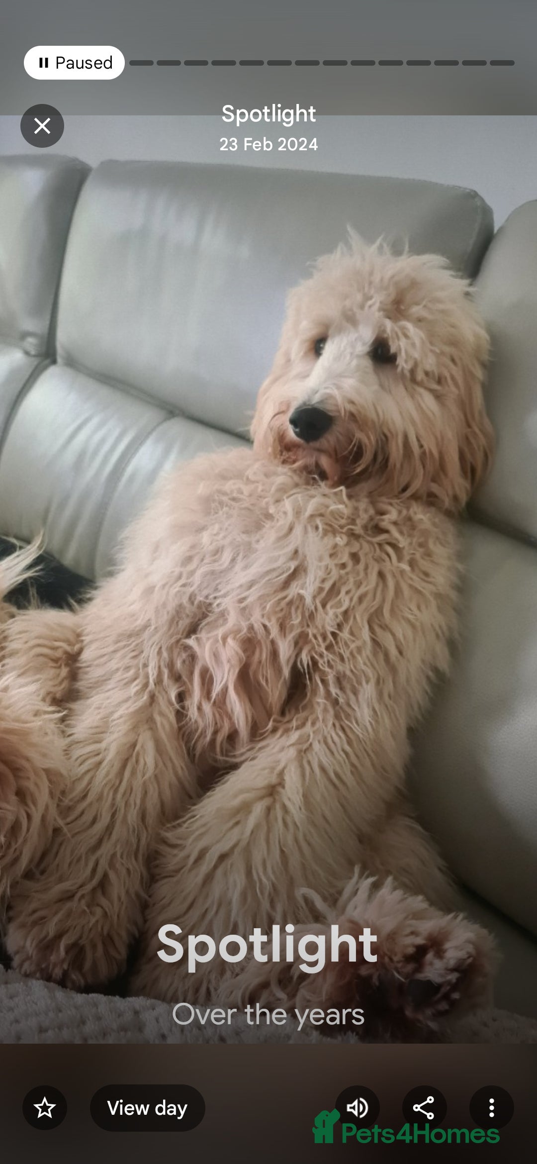 Labradoodle dogs Bailey: Top-Temperament Proven Stud - Advert 5