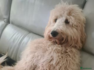 Labradoodle dogs Bailey: Top-Temperament Proven Stud - Advert 5