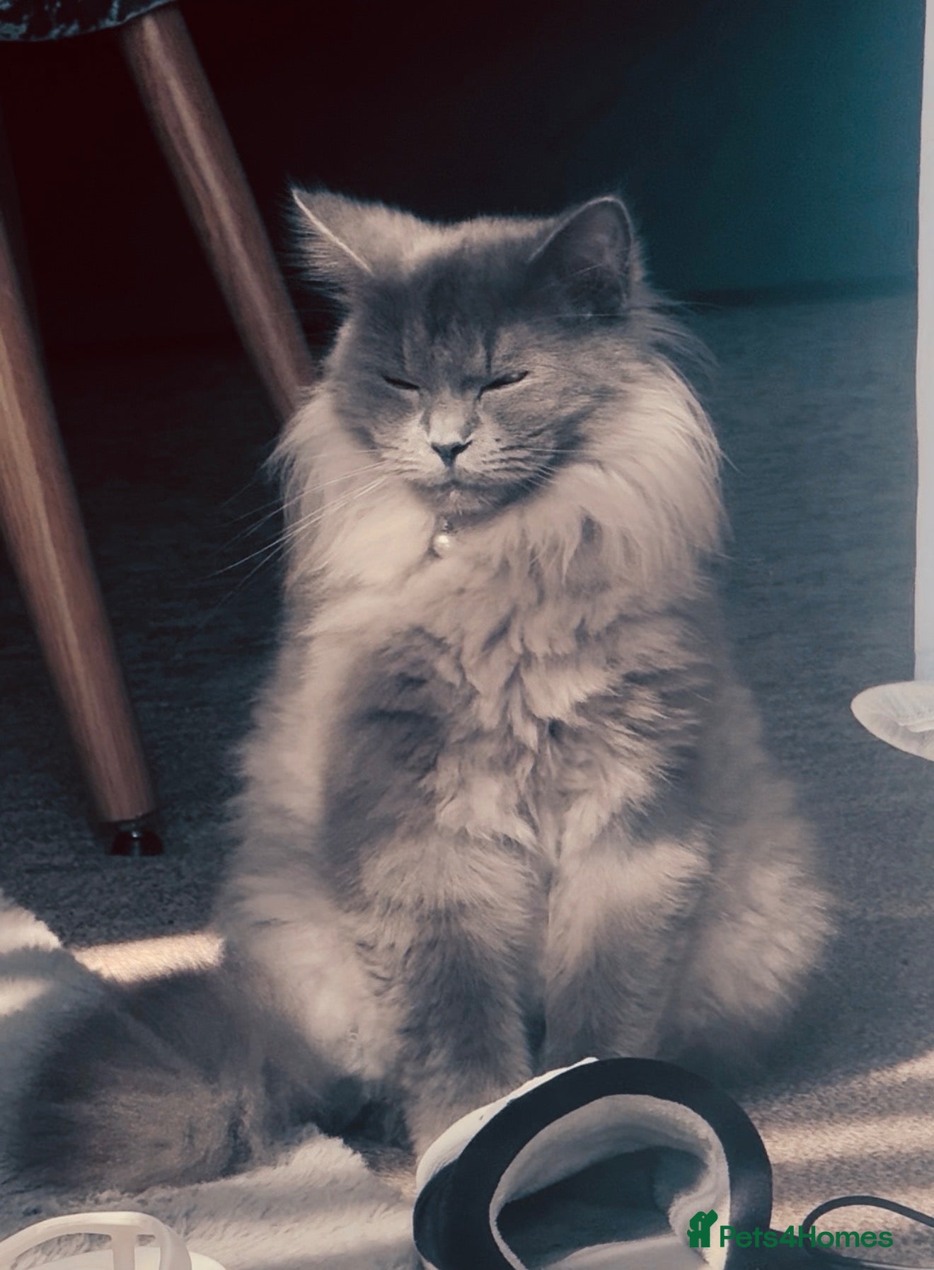 Mixed Breed cats Ragdoll cross Maine Coon kittens  - Advert 1