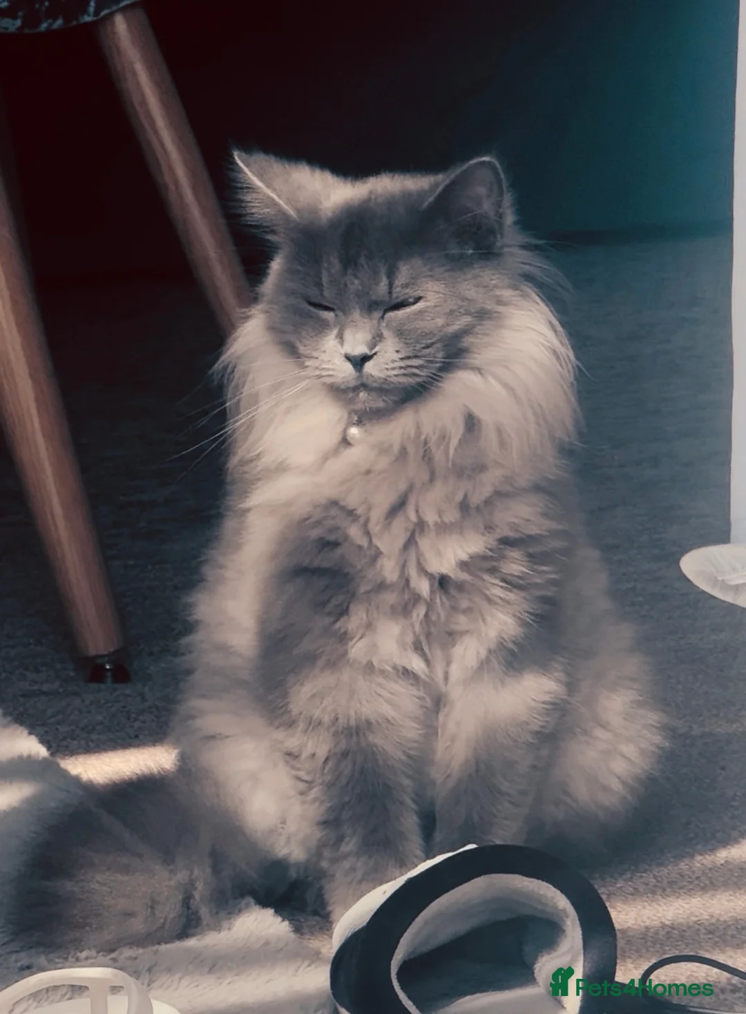 Mixed Breed cats for sale: Ragdoll cross Maine Coon kittens  - Advert 1