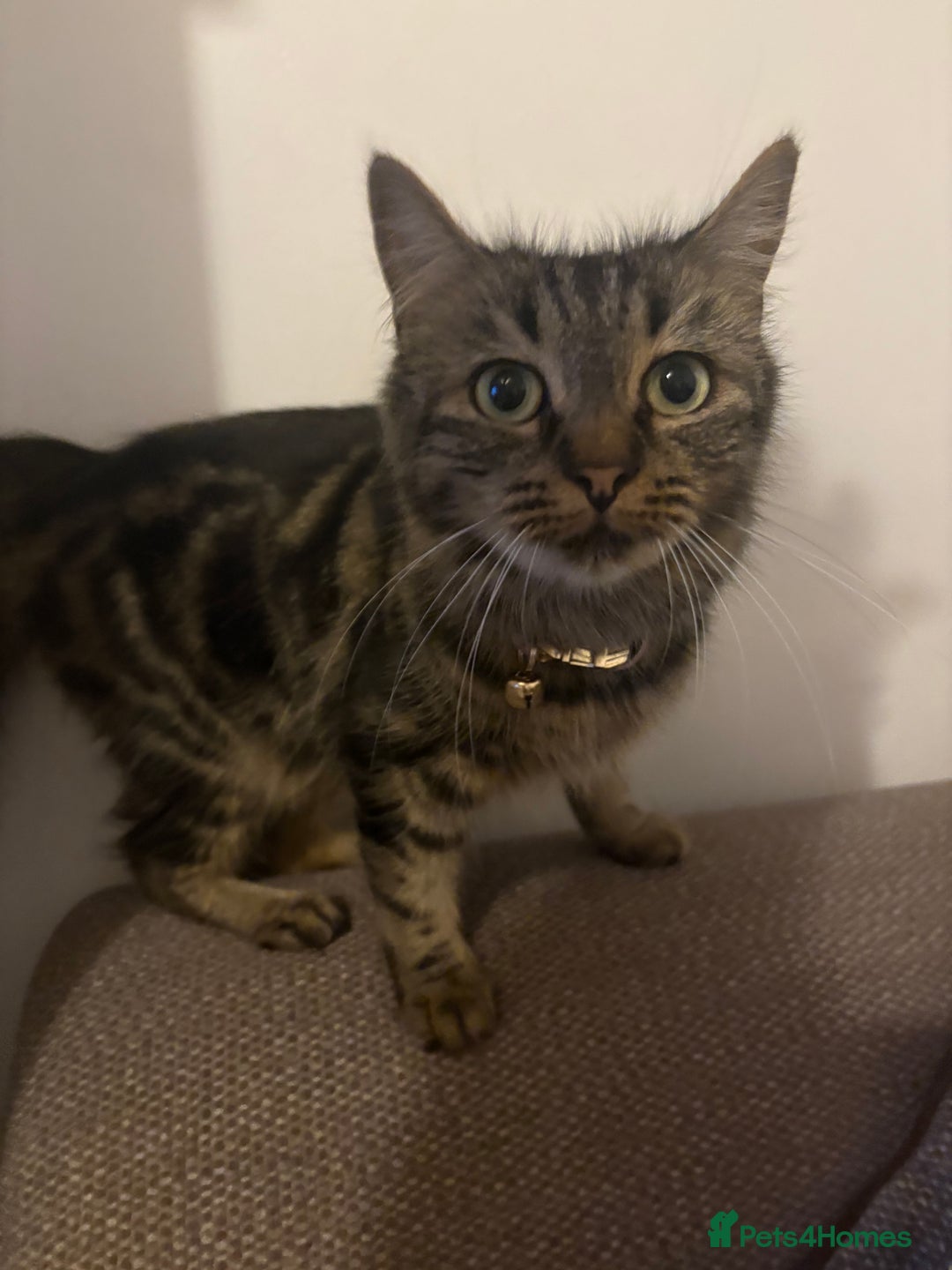 Mixed Breed cats for sale: Mixed bead boys  - Image 7